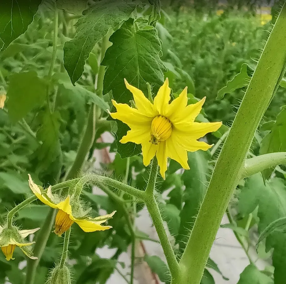 CQP F&L Sud en visite 🧑‍🌾